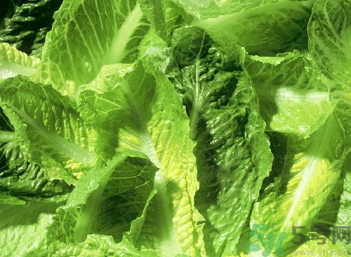 萵筍葉子能生吃嗎？萵筍葉子怎么做？