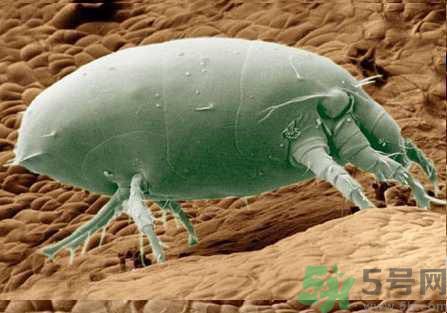 怎么去掉棉被上的螨蟲?徹底清除棉被上的螨蟲方法 怎么去掉棉被上的螨蟲?徹底清除棉被上的螨蟲方法