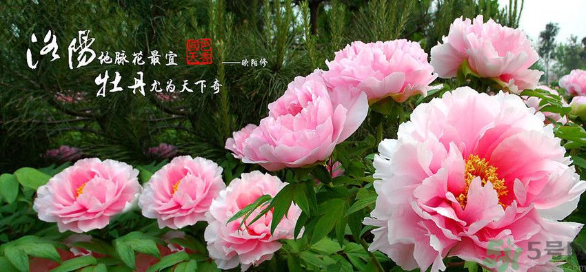 洛陽牡丹文化節(jié)活動有哪些？洛陽牡丹文化節(jié)門票是多少？