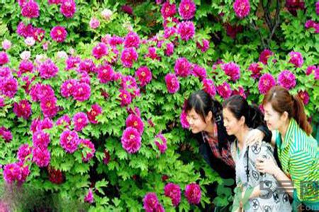 洛陽牡丹文化節(jié)活動有哪些？洛陽牡丹文化節(jié)門票是多少？