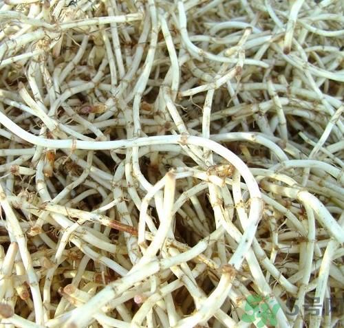 魚腥草可以炎癥嗎？魚腥草怎么治炎癥？