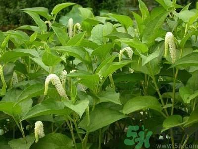 魚腥草可以止咳嗎？魚腥草止咳的辦法有哪些？