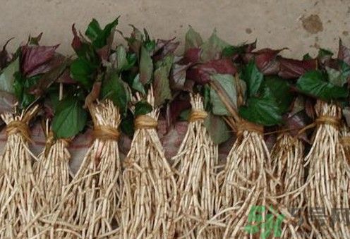 烏藥能和魚腥草一起泡茶喝嗎？烏藥和魚腥草一起吃好不好？