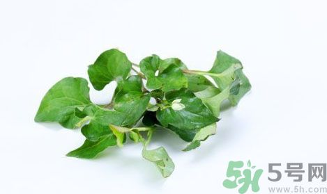 魚腥草可以抗輻射嗎？魚腥草怎么防輻射？