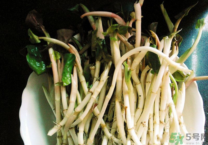 魚腥草可以抗輻射嗎？魚腥草怎么防輻射？