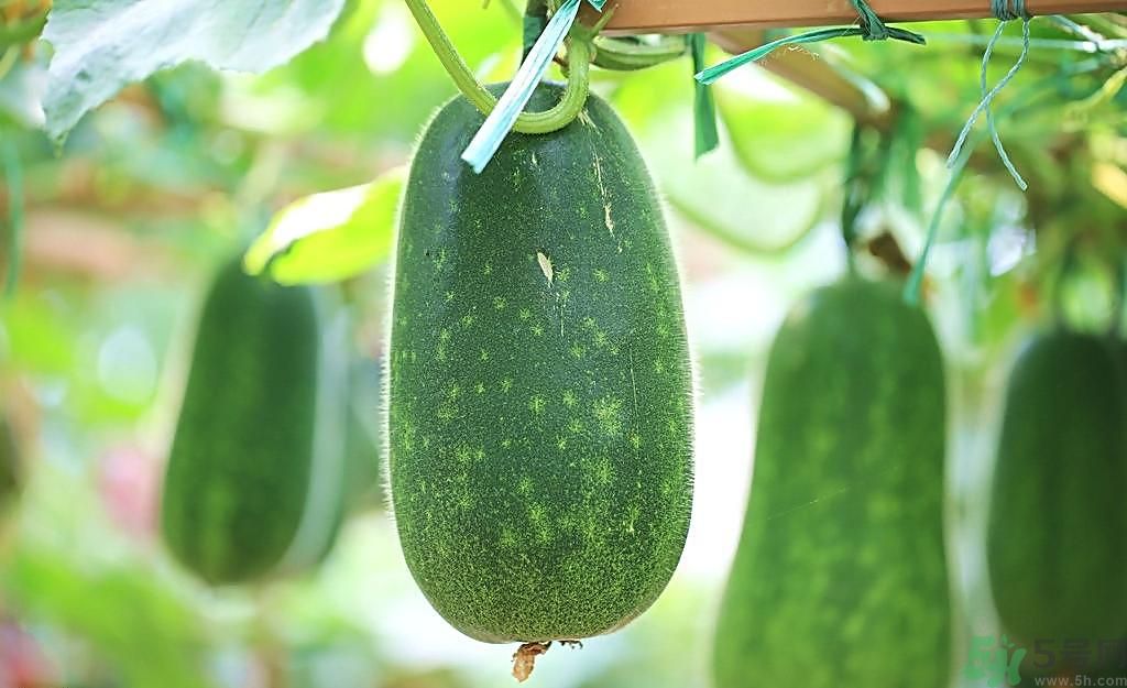 冬瓜可以祛斑嗎？冬瓜怎么祛斑？