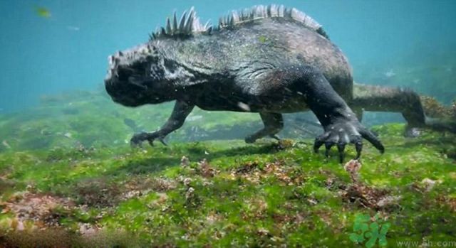 現(xiàn)實版哥斯拉在哪里現(xiàn)身？什么是哥斯拉？