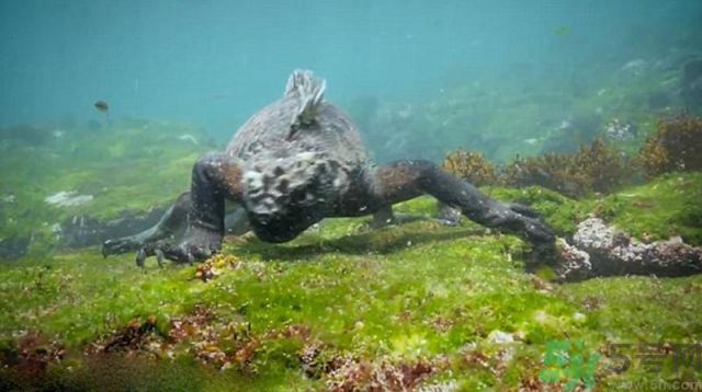 現(xiàn)實版哥斯拉在哪里現(xiàn)身？什么是哥斯拉？