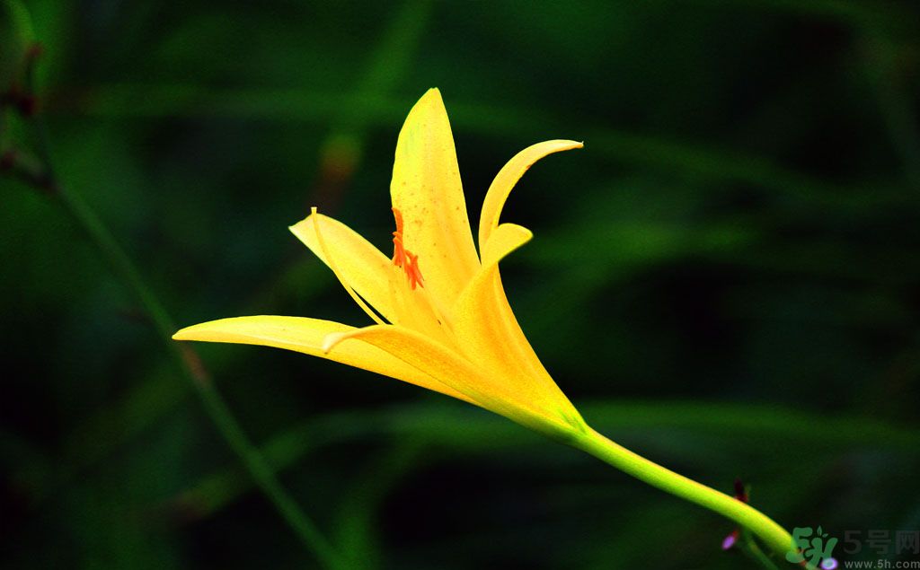 黃花菜可以治療抑郁癥嗎？兩噸黃花菜治好了抑郁癥是真的嗎？