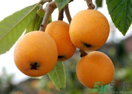 春天吃枇杷可以減肥嗎？吃枇杷減肥怎么樣？