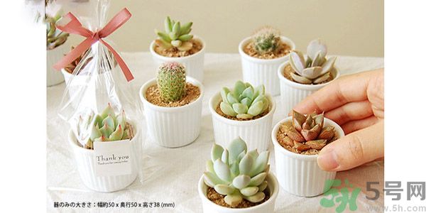 什么是多肉蛋糕？多肉蛋糕怎么做？