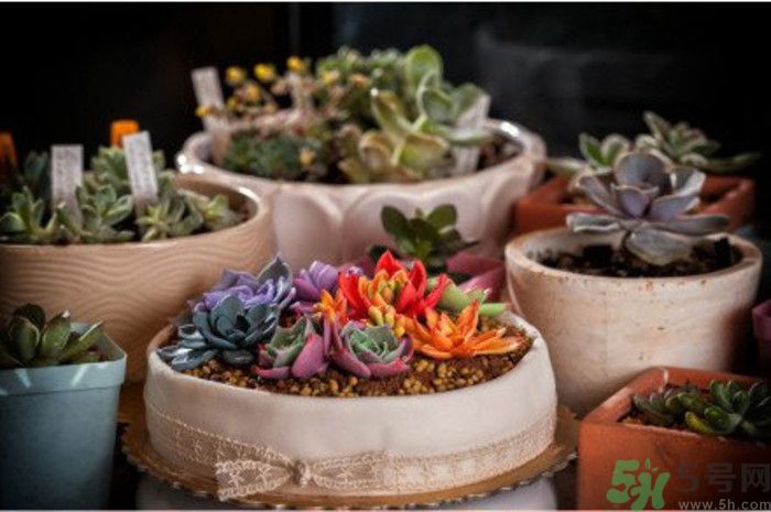 什么是多肉蛋糕？多肉蛋糕怎么做？