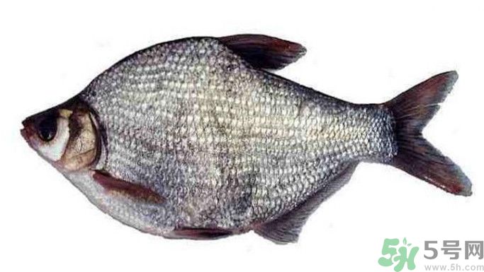 武昌魚是鳊魚嗎？武昌魚和鳊魚區(qū)別哪個(gè)好吃？