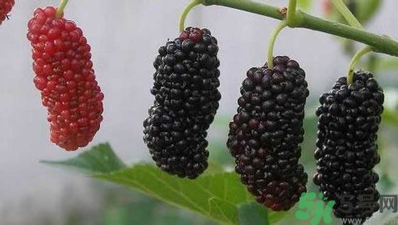 膽囊炎能吃桑葚嗎？膽囊炎吃桑葚好嗎？