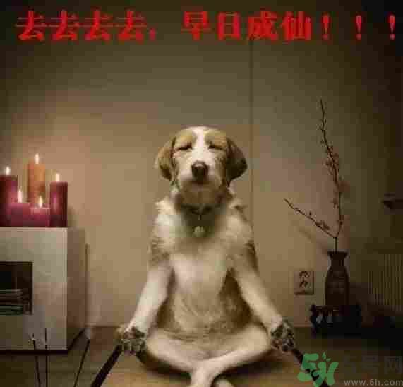 早餐吃面還是包子比較好？早餐吃包子和面健康嗎？