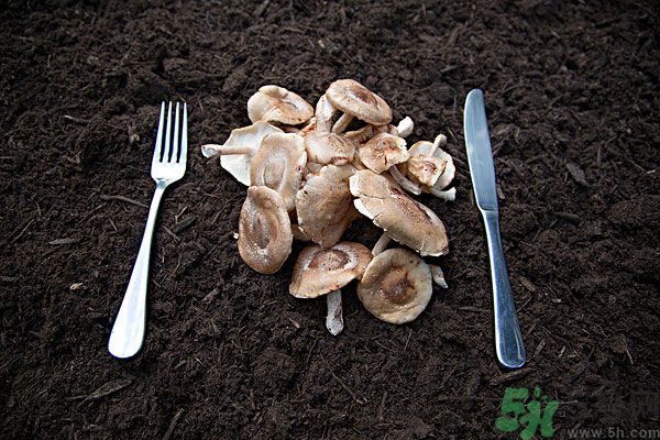 菇類的營(yíng)養(yǎng)價(jià)值有哪些？怎樣挑選優(yōu)質(zhì)的菇類？