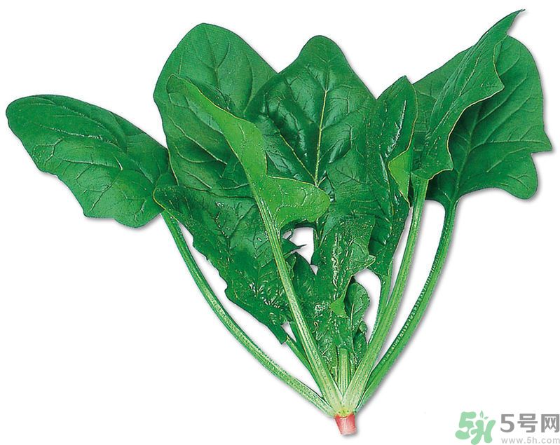 菠菜可以炒韭菜嗎？菠菜和韭菜一起吃怎么樣？