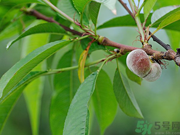 毛桃怎么清洗干凈？毛桃怎么去毛？