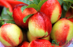 油桃孕婦可以吃嗎?孕婦吃油桃對(duì)胎兒有影響嗎 油桃孕婦可以吃嗎?孕婦吃油桃對(duì)胎兒有影響嗎