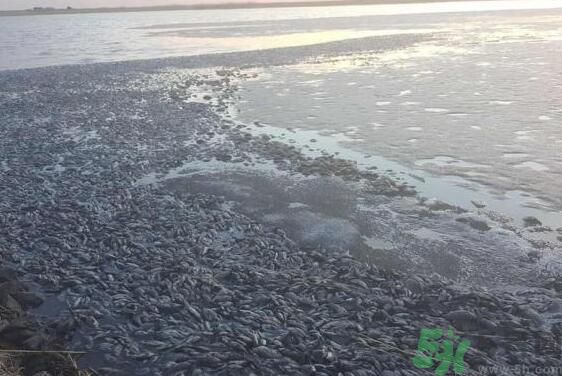 呼倫貝爾河為什么被污染？喝了呼倫貝爾河污染的水會怎么樣？