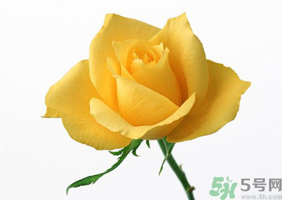 16歲少年圓珠筆畫出大作 圓珠筆畫入門怎么學(xué)？