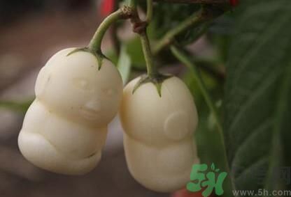 人參果怎么吃？人參果的營(yíng)養(yǎng)價(jià)值有哪些？