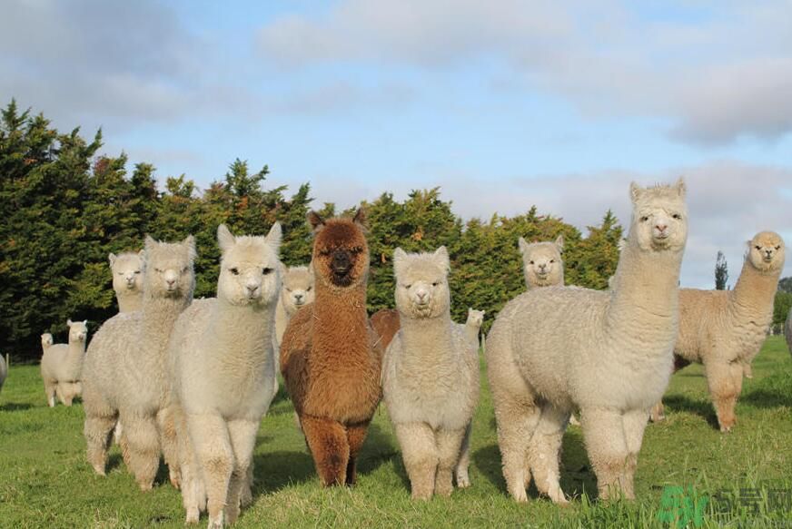 草泥馬是羊駝嗎？萌萌噠草泥馬居然被吃啦!