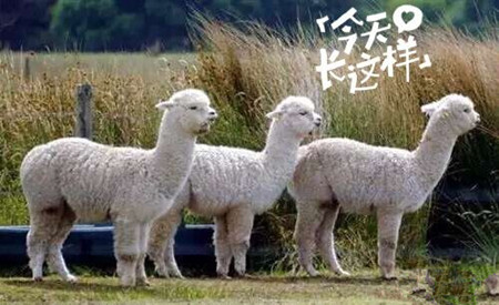 草泥馬是羊駝嗎？萌萌噠草泥馬居然被吃啦!