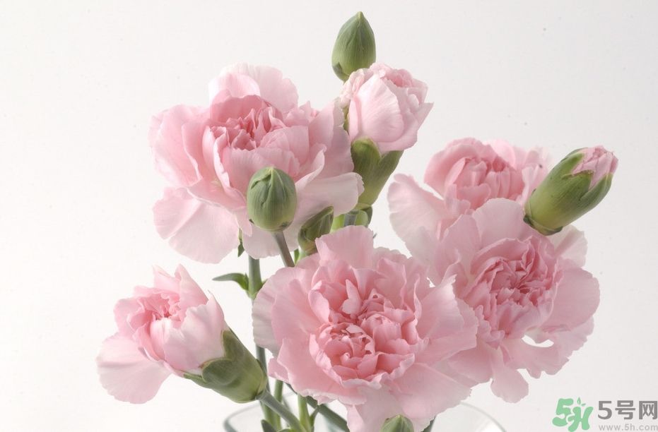 母親節(jié)送幾朵康乃馨好？母親節(jié)應(yīng)該送幾朵康乃馨？