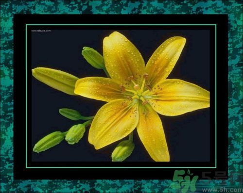 母親節(jié)送什么花好？母親節(jié)應(yīng)該送什么鮮花？