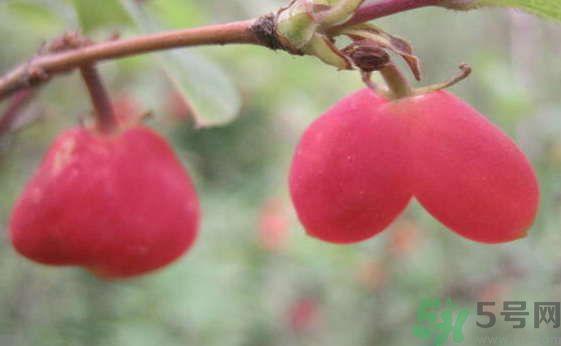 杈杷果好吃嗎？杈杷果的營(yíng)養(yǎng)價(jià)值與功效