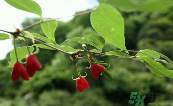 杈杷果好吃嗎？杈杷果的營(yíng)養(yǎng)價(jià)值與功效