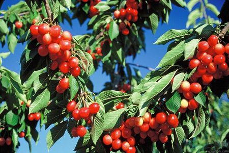 櫻桃和番茄能一起吃嗎？櫻桃和西紅柿能一起吃嗎？