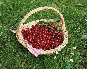 櫻桃和芒果能一起吃嗎？櫻桃和芒果一起吃好嗎？