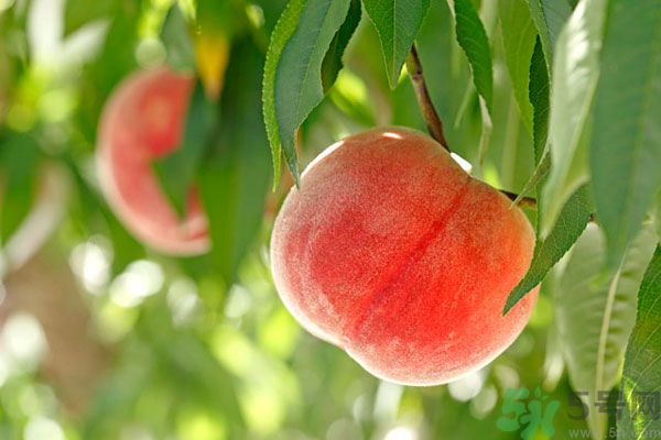 桃子跟什么不能一起吃？桃子跟什么相克？