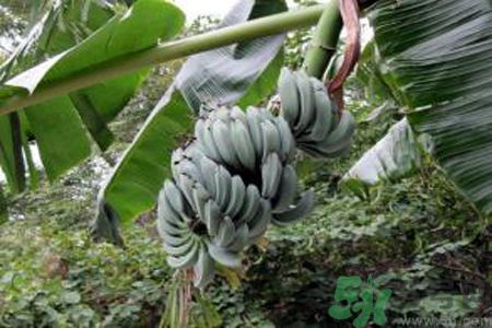 牛奶蕉是熱性還是涼性？牛奶蕉是涼性嗎？