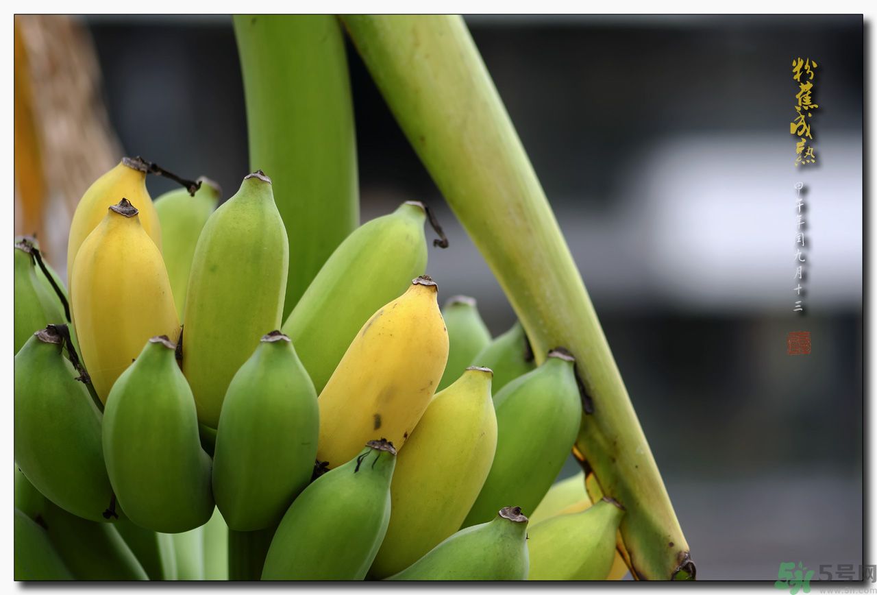 孕婦可以吃牛奶蕉嗎？孕婦吃牛奶蕉好嗎？