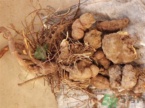 何首烏粉的正確吃法?何首烏粉的功效與作用及食用方法 何首烏粉的正確吃法?何首烏粉的功效與作用及食用方法