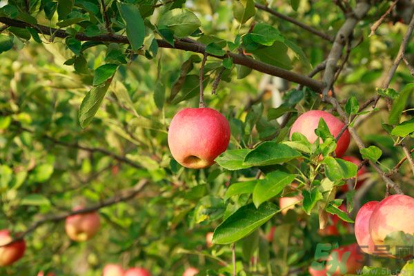 蘋果皮上的蠟對身體有害嗎？蘋果蠟吃了會
