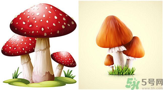 吃蘑菇可以喝酒嗎？吃蘑菇喝酒會中毒嗎？