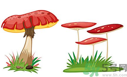 吃蘑菇可以喝酒嗎？吃蘑菇喝酒會中毒嗎？