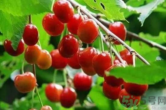 櫻桃是溫性的還是熱性的？櫻桃是溫性的嗎？