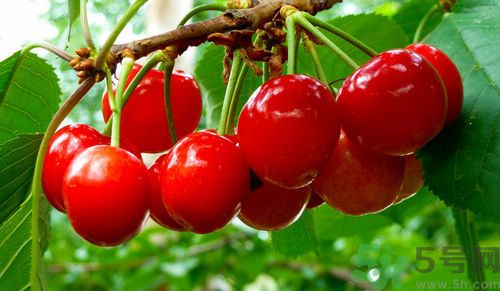 產(chǎn)婦能吃櫻桃嗎？產(chǎn)婦吃櫻桃好不好？
