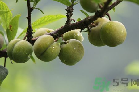 李子是熱性還是涼性？李子是涼性的嗎？