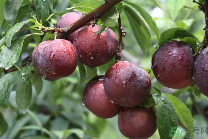 李子是發(fā)物嗎？李子是不是發(fā)物？