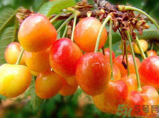 人流后可以吃櫻桃嗎？流產(chǎn)后可以吃櫻桃嗎 ?