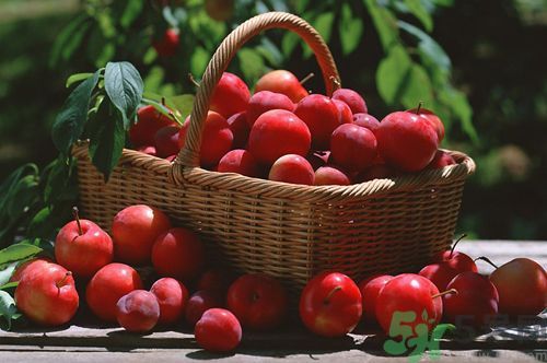 孕婦可以吃李子嗎？孕婦吃李子好嗎？