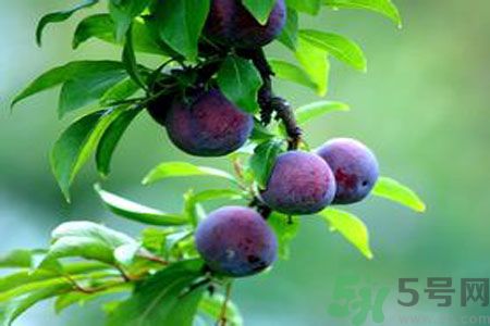 胃不好可以吃李子嗎？胃不好吃李子好嗎？