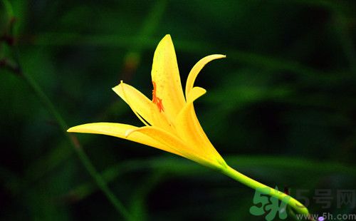 吃黃花菜有什么好處?吃黃花菜下奶嗎 吃黃花菜有什么好處?吃黃花菜下奶嗎