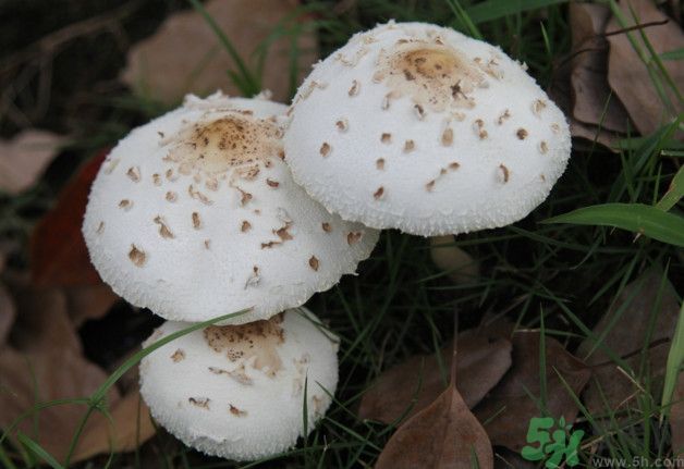 蘑菇能生吃嗎？蘑菇生吃會中毒嗎？